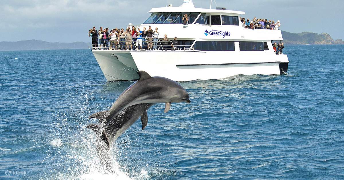 Dolphin Trip